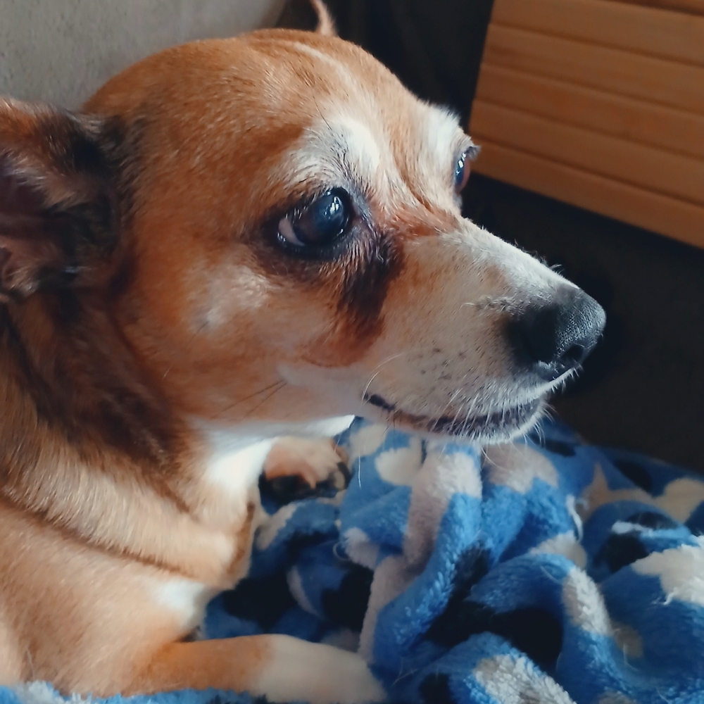 Meet The Rescues We Have - Picture 13 of 16